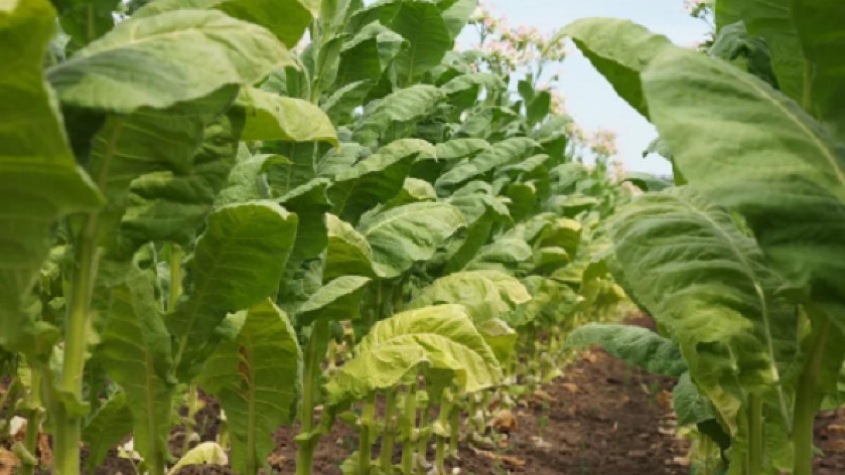 Un vaccin anti-coronavirus din plante de tutun?