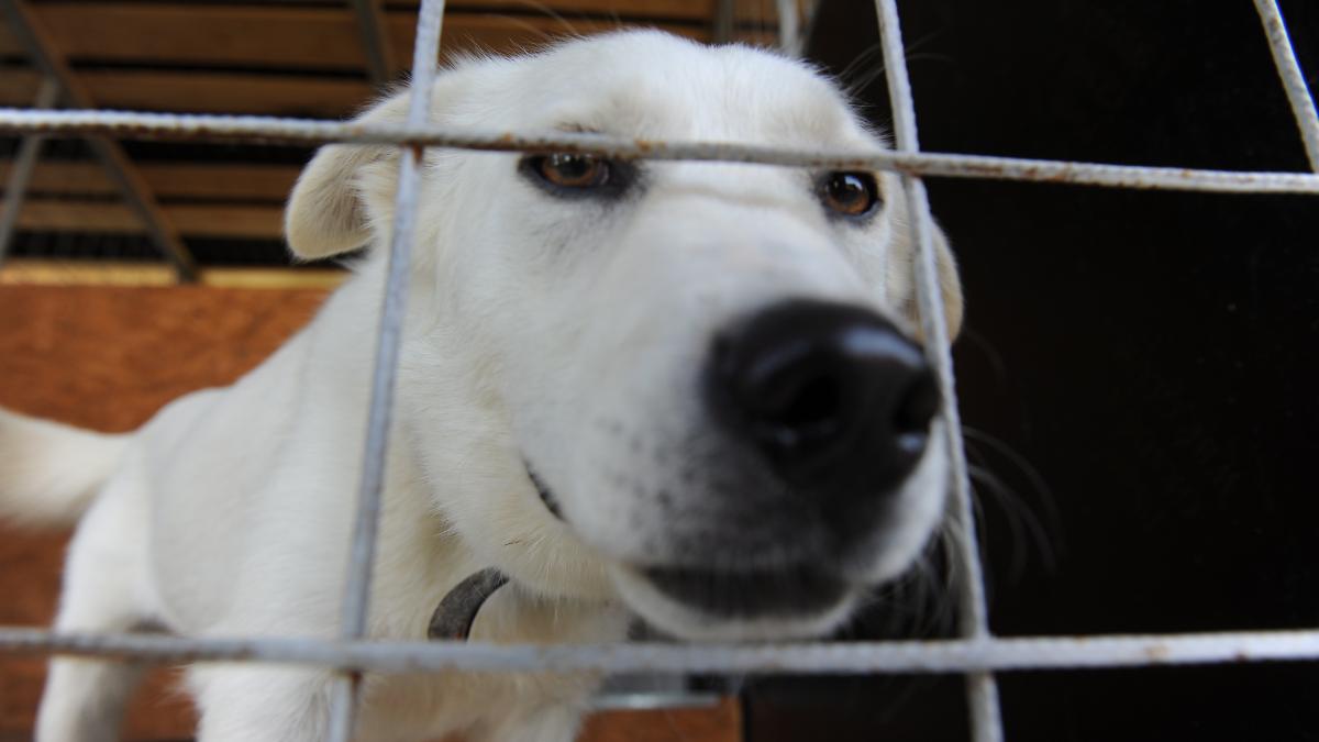 Animalele persoanelor infectate vor fi găzduite de ASPA