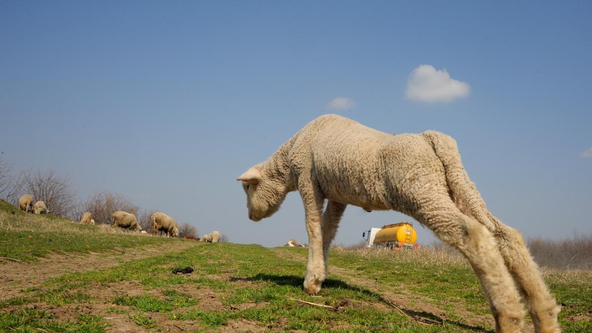 APIA plătește circa 67 de milioane de euro pentru beneficiarii Măsurii 14 privind bunăstarea animalelor