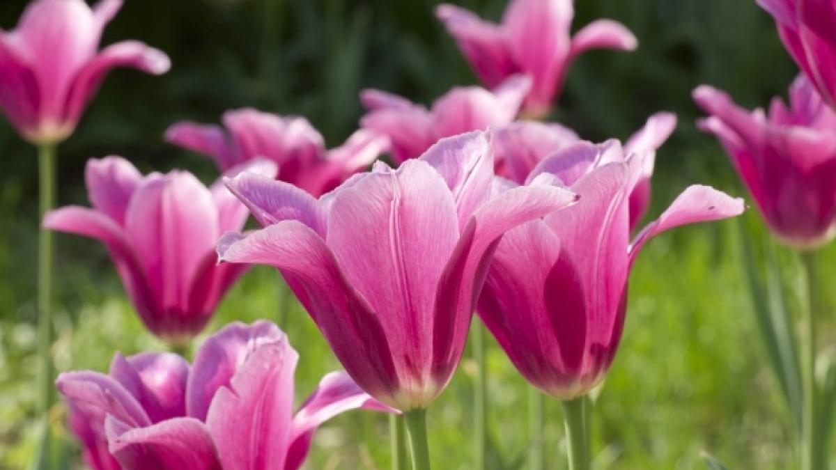 Duminica Floriilor, sărbătoarea intrării Domnului în Ierusalim