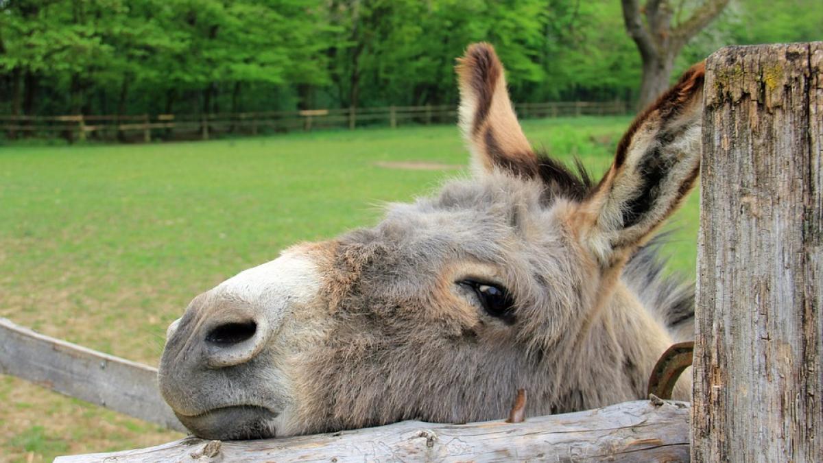 Un pui hibrid de zebră şi măgar s-a născut într-un parc naţional din Kenya