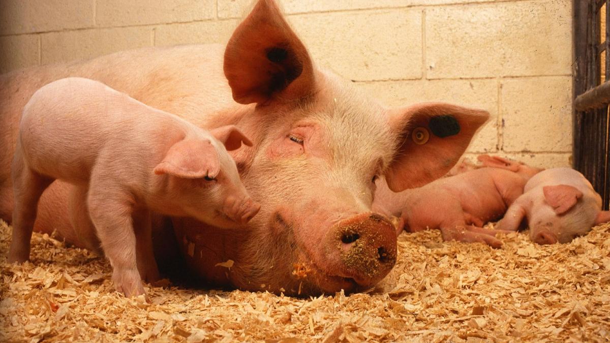 Program de 17 mil. euro împotriva pestei porcine