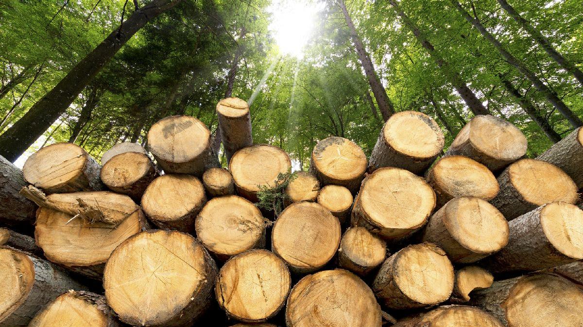 Tăierile din pădurea lui Cîțu, blocate de Garda Forestieră
