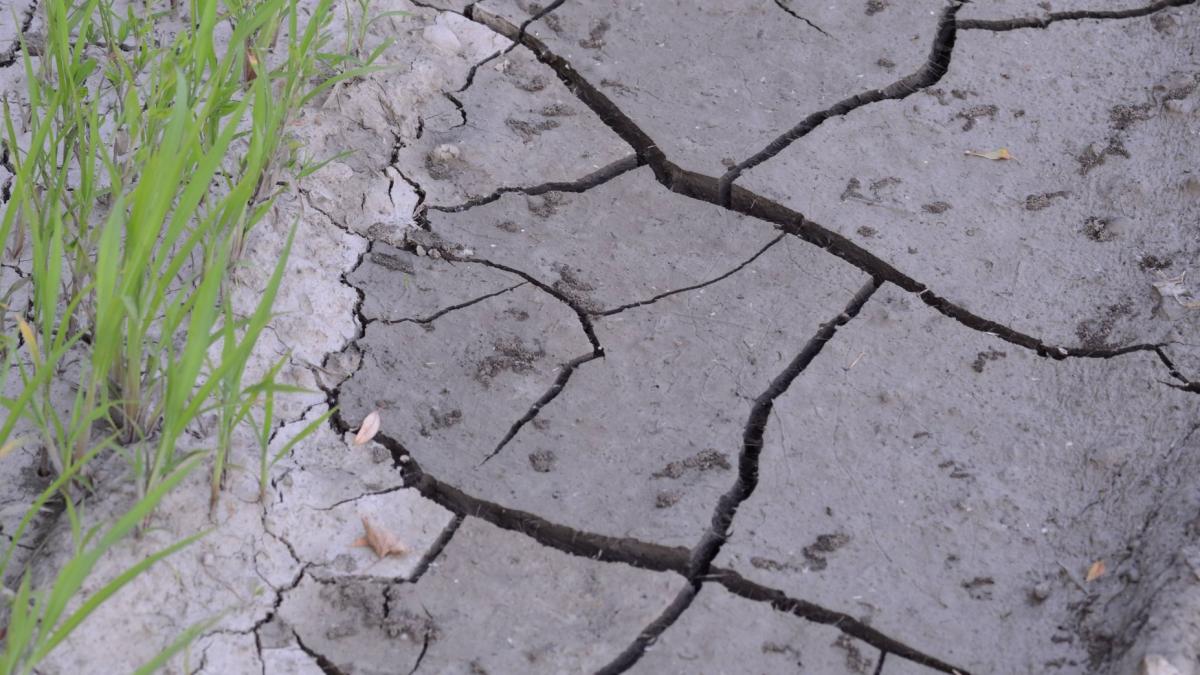 Seceta a afectat 1,1 milioane ha de culturi de toamnă și peste 34.000 de fermieri