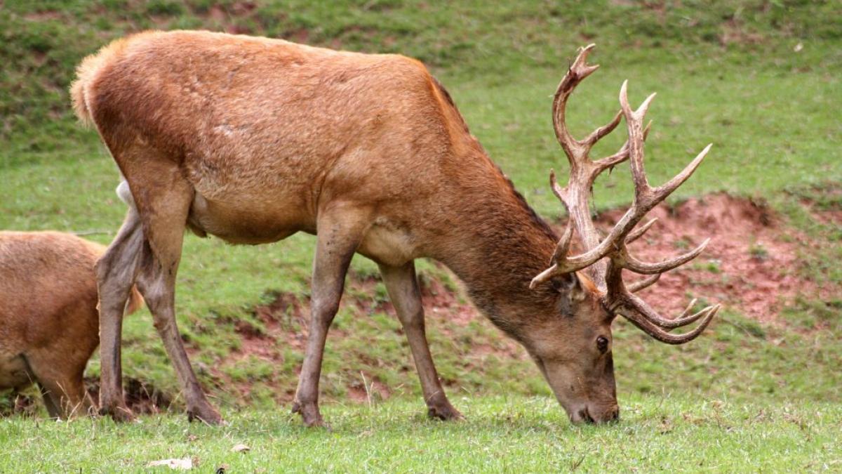 Glosar popular de vise: Ce înseamnă când visezi animale