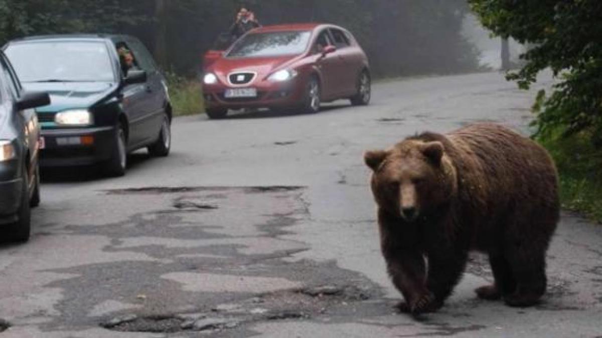 Gard virtual pe DN1 împotriva animalelor sălbatice