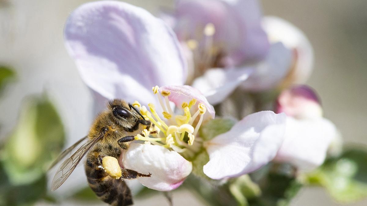 Albinele, specie pe cale de dispariție