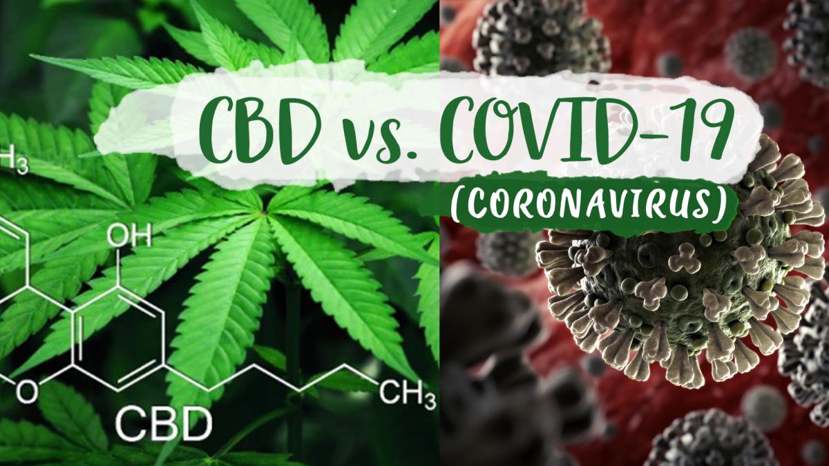 Ar putea formula de terpene de canabis să trateze COVID-19?
