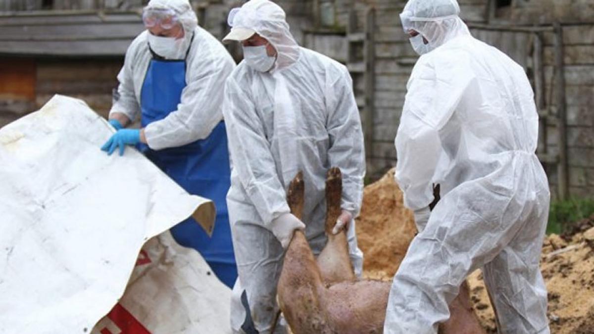 Focar de pestă porcină africană la Arad. Mai multe animale, sacrificate