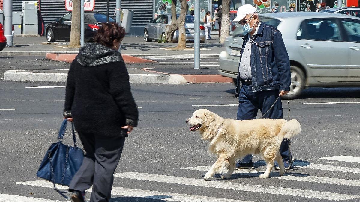 Cuţu şi pisi în pandemie: cresc adopţiile