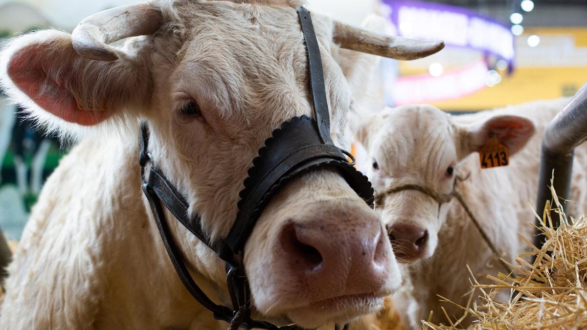 APIA plătește 6,37 milioane de lei pentru creșterea  animalelor