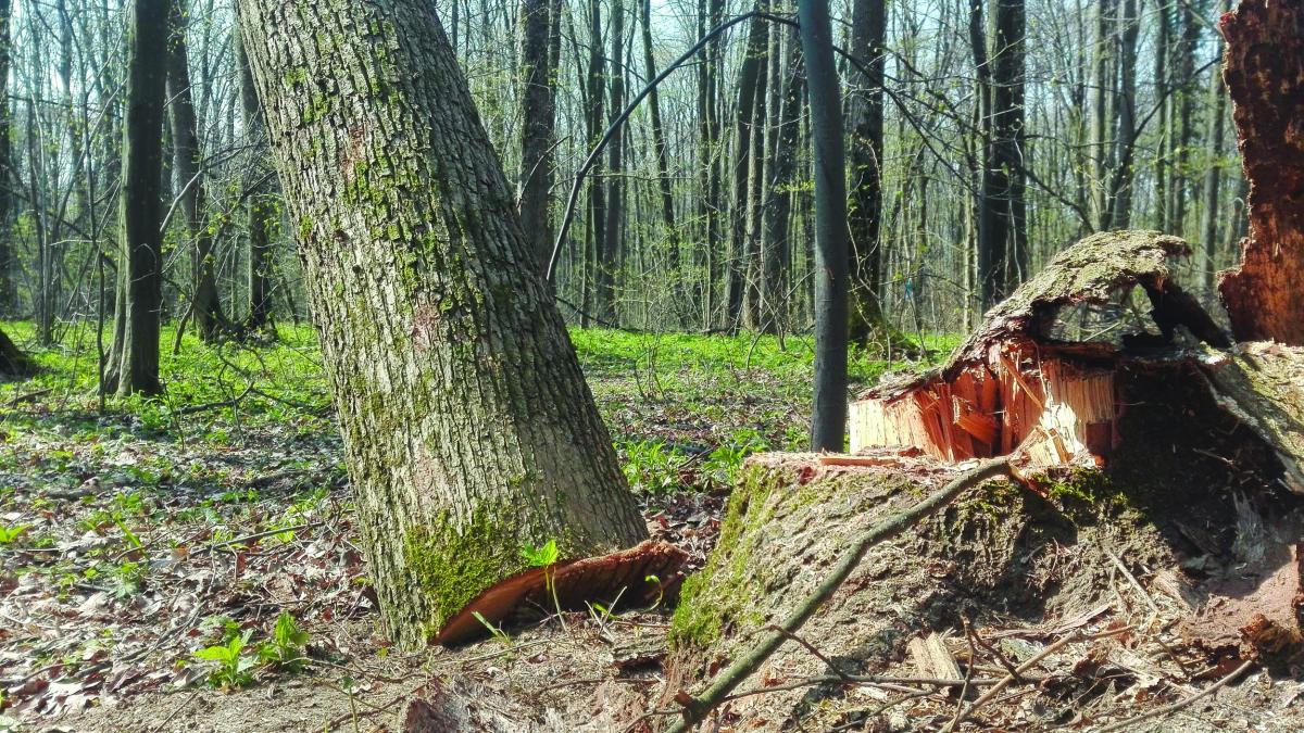 Zeci de percheziții la persoane bănuite de tăiere ilegală de arbori