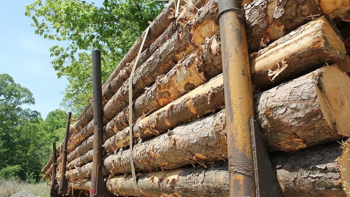 Poliția Română: 184 de dosare penale pentru infracțiuni la regimul silvic în doar șapte zile