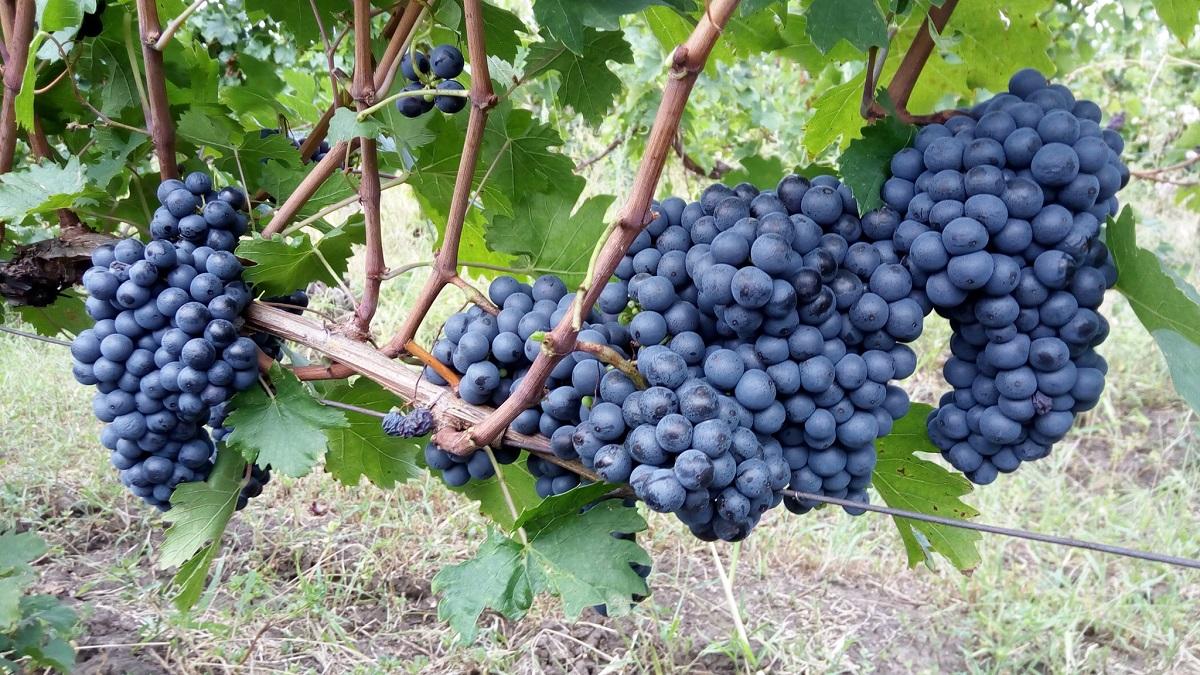Detectiv în vie: se caută soiuri româneşti
