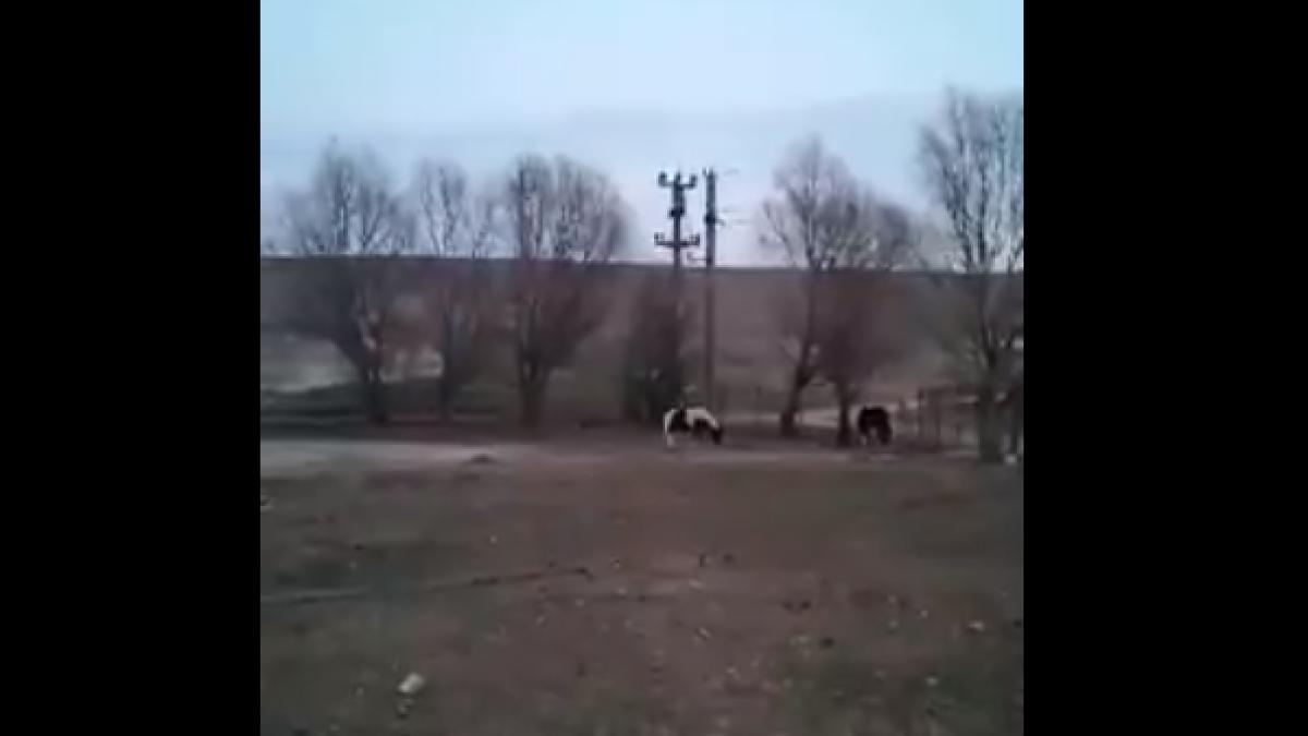 40 de cai legați, lăsați în frig și mizerie, pe marginea lacului Zarguzon