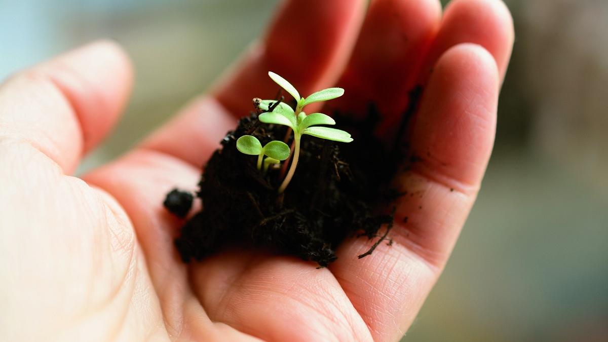 Ce plante putem sădi în februarie