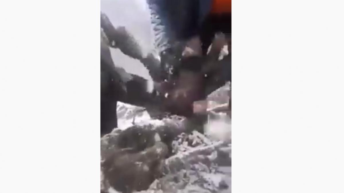 video pui de urs scosi din barlog si aruncati in zapada