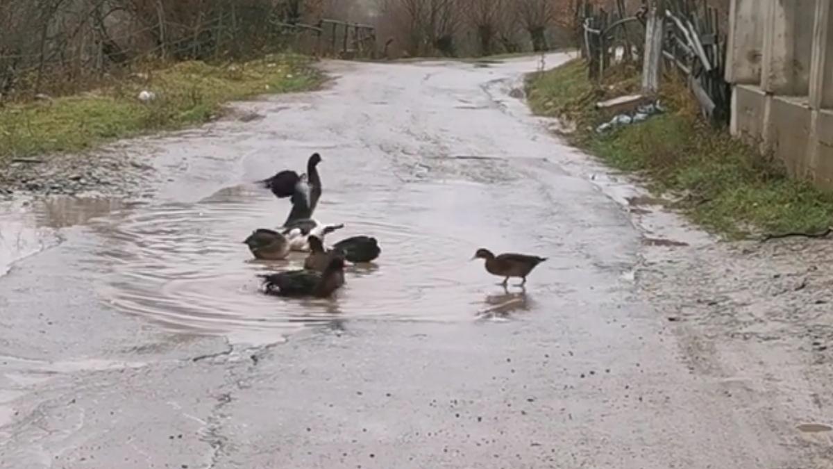 Craterele din asfalt, bucuria rațelor