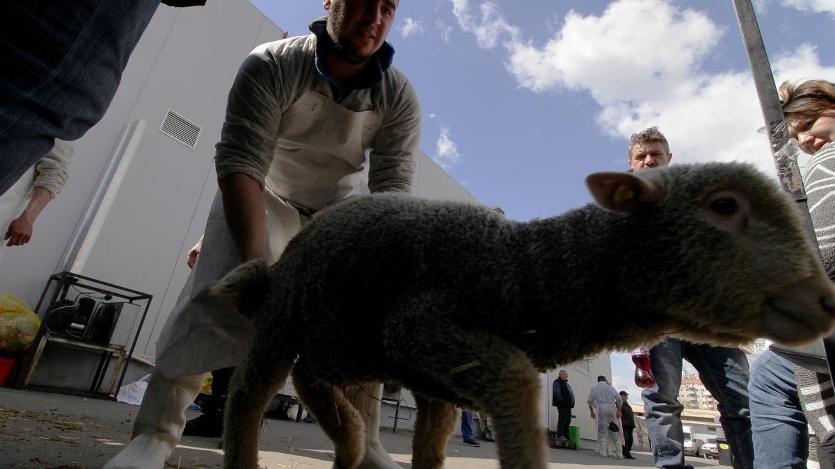 ANSVSA:Navele cu animale, blocate în zona canalului Suez, au ajuns la destinație. Mortalitate: 0,22%
