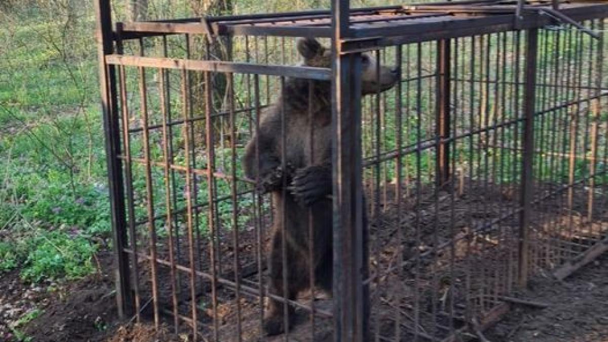 Tg.Mureș: Ursul care obișnuia să vină în oraș a fost capturat. Acesta urmează să fie eliberat în pădure