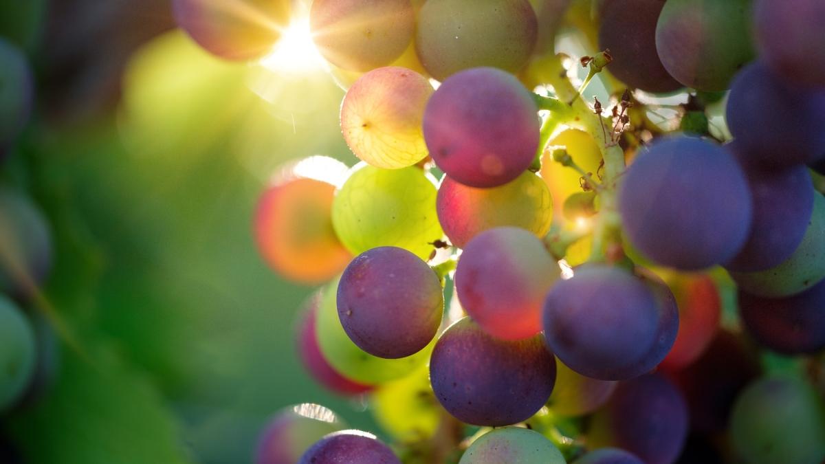 Tendințele care pot schimba optica viticultorilor din România