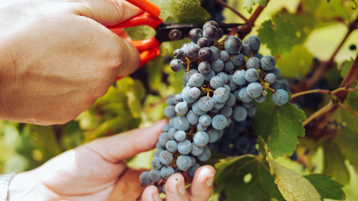 Vinul bio și cultura organică