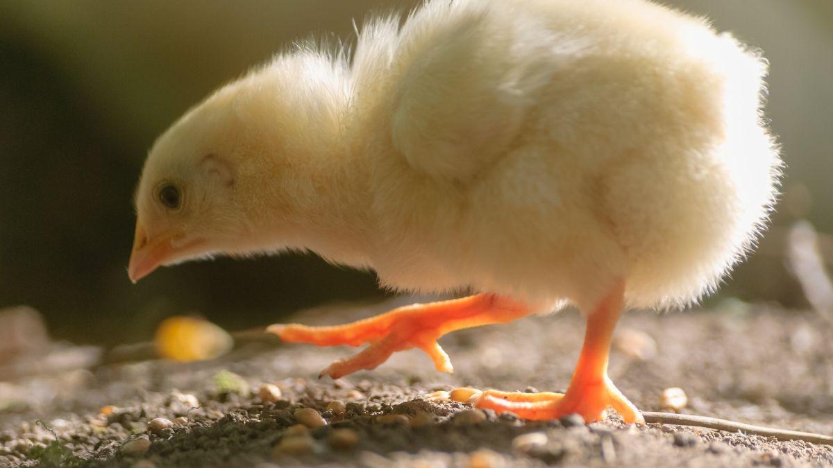 ANSVSA a luat piuitul celui mai mare producător de pui de o zi