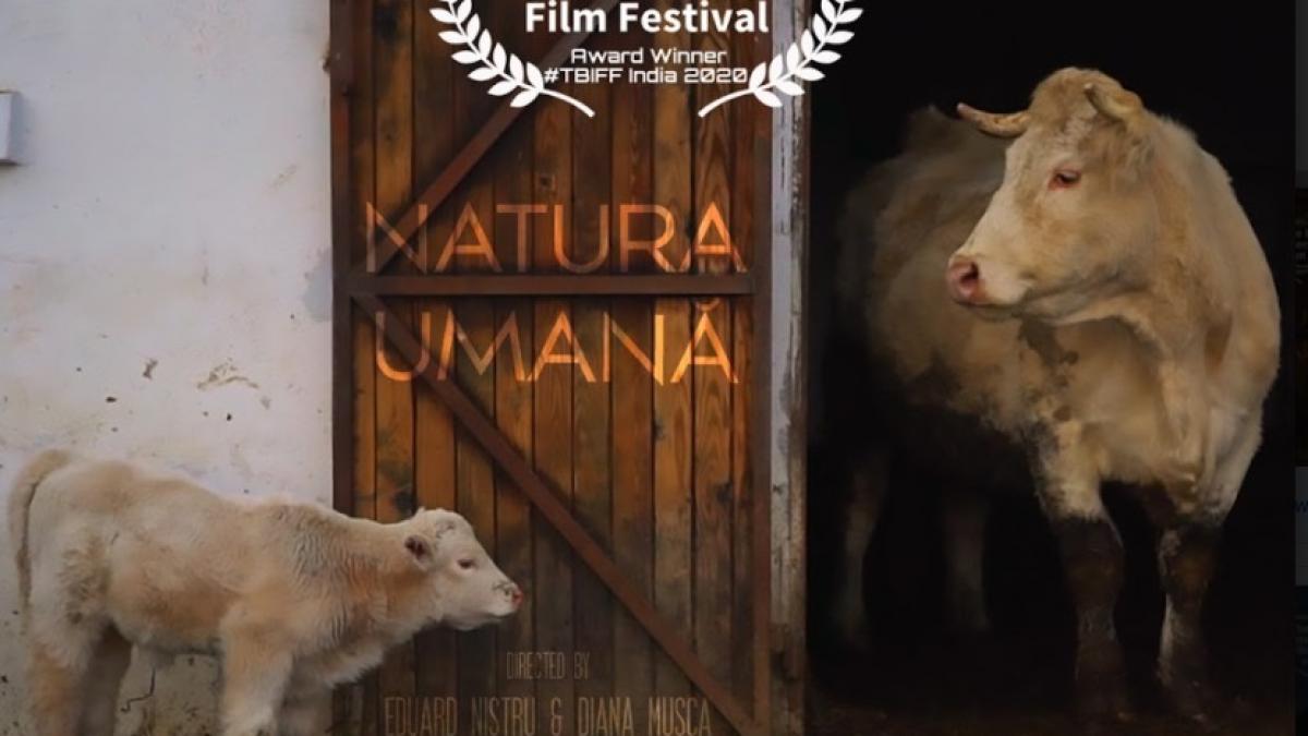Proiecție de film în cadrul expoziției Apocalipsa Elefantului Alb