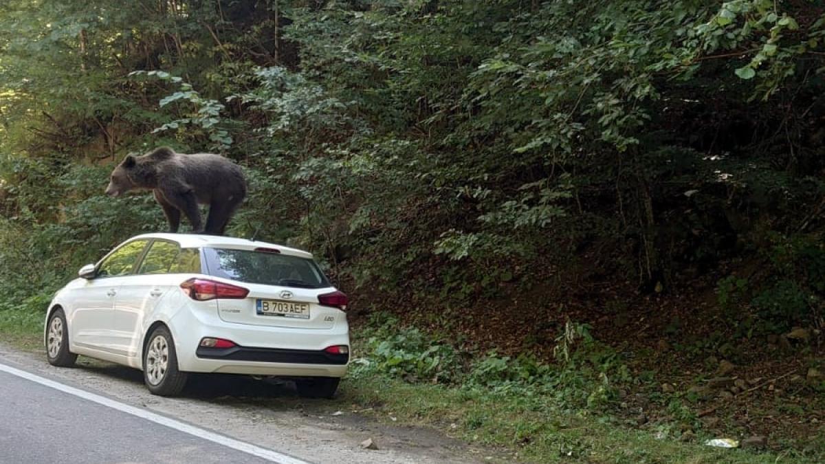 Un urs a distrus o mașină în Argeș. Ce s-a întâmplat