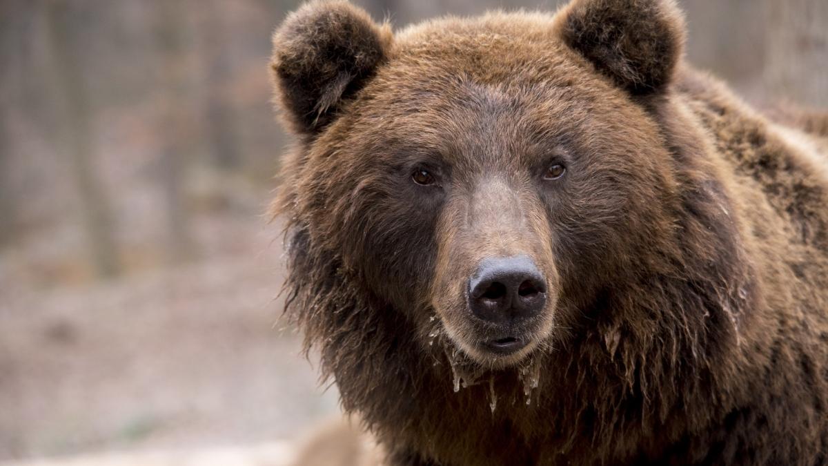 Un urs a fost prins într-o capcană neautorizată, în Dâmbovița