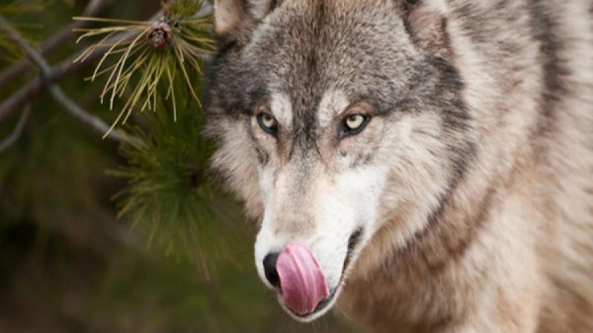 yawning Rapid Great VIDEO Imagini rare, cu o haită de lupi, filmate într-o pădure din Banat