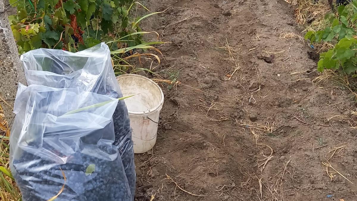 Breaza, potirul din care picură vinul globalizării