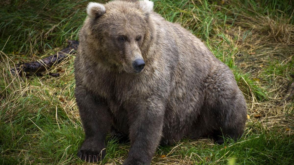 O tânără a fost condamnată la închisoare pentru că s-a apropiat de un urs, pentru a-l fotografia