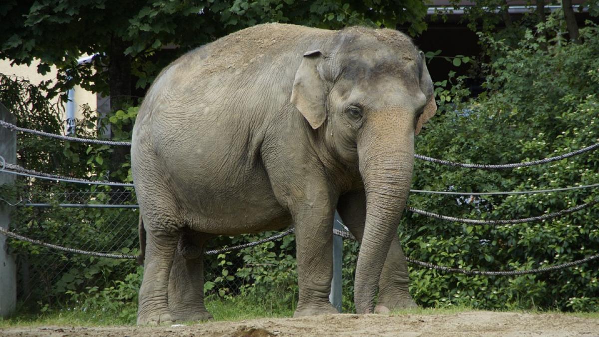 Un elefant a omorât un turist în Zimbabwe