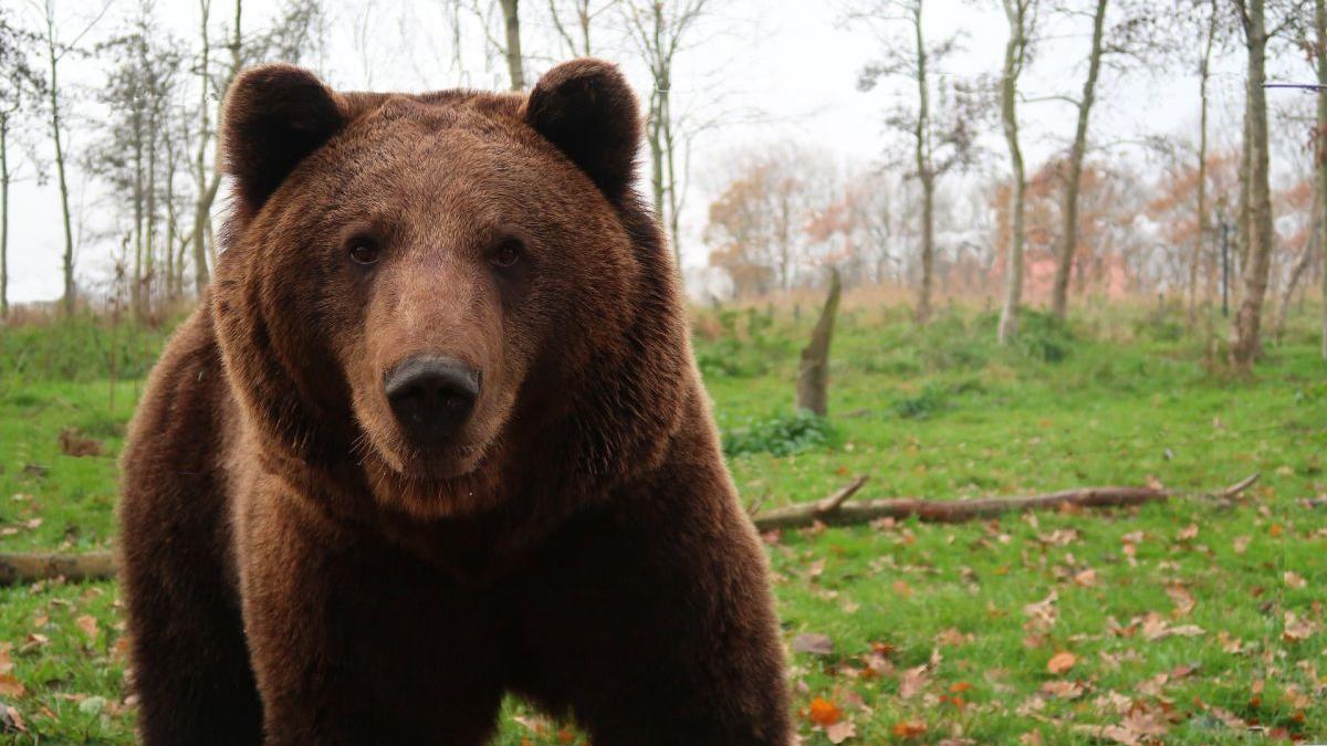 Companiile, chemate să plătească drepturi de autor urșilor, pentru realizarea unui nou sanctuar