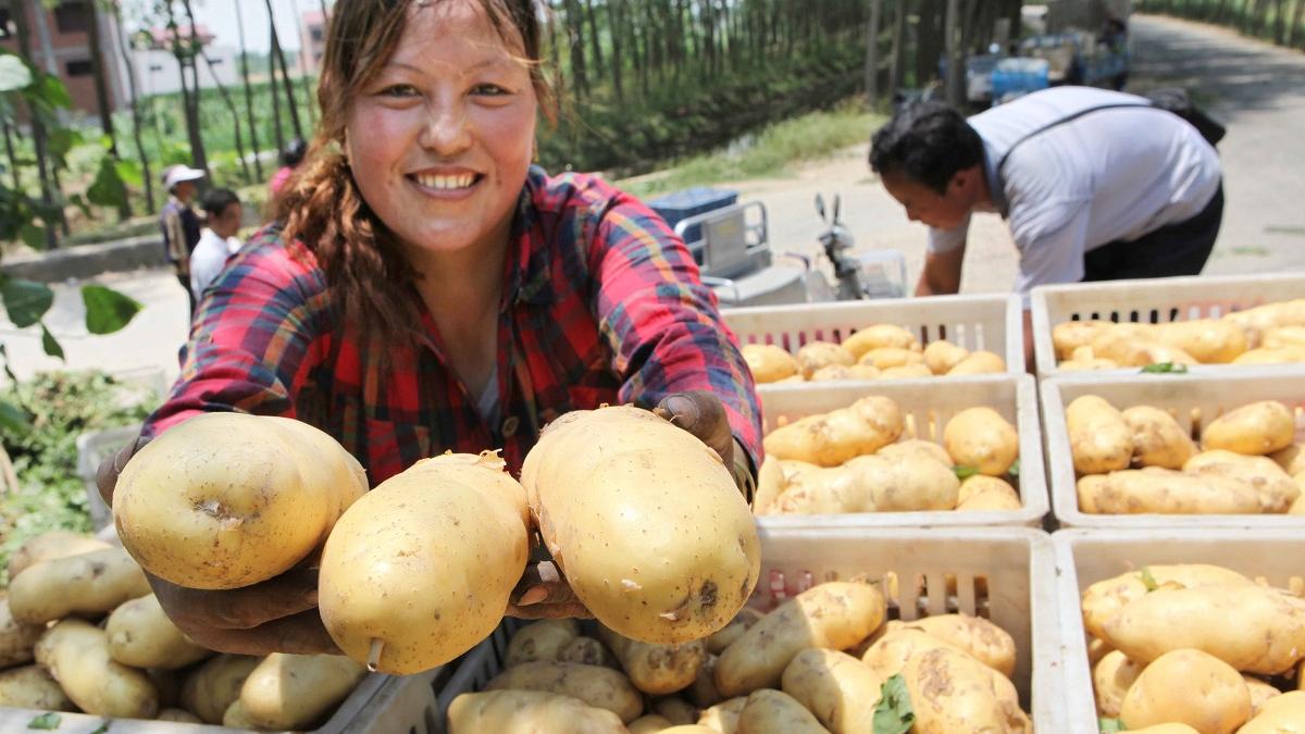 Un cartof uriaş, gata să intre în Cartea Recordurilor. Acesta are aproape 8 kilograme
