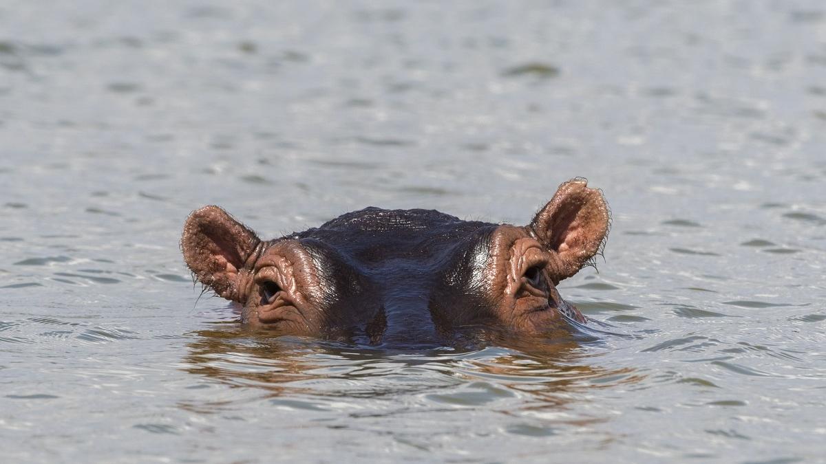 Doi hipopotami dintr-o grădină zoologică belgiană au fost testați pozitiv pentru COVID-19