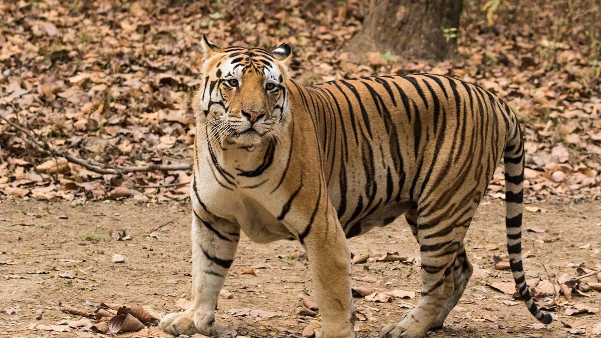 Un tigru a atacat trei îngrijitori într-un parc safari aflat la nord de Tokyo