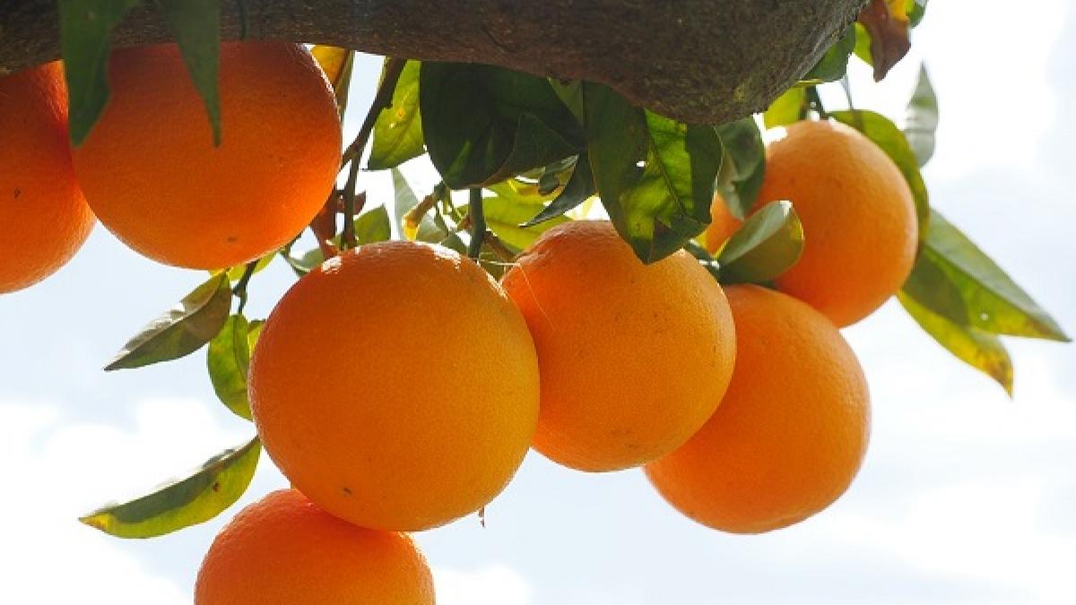 Alertă alimentară! Fructe cu pesticide, RETRASE dintr-un supermarket din România