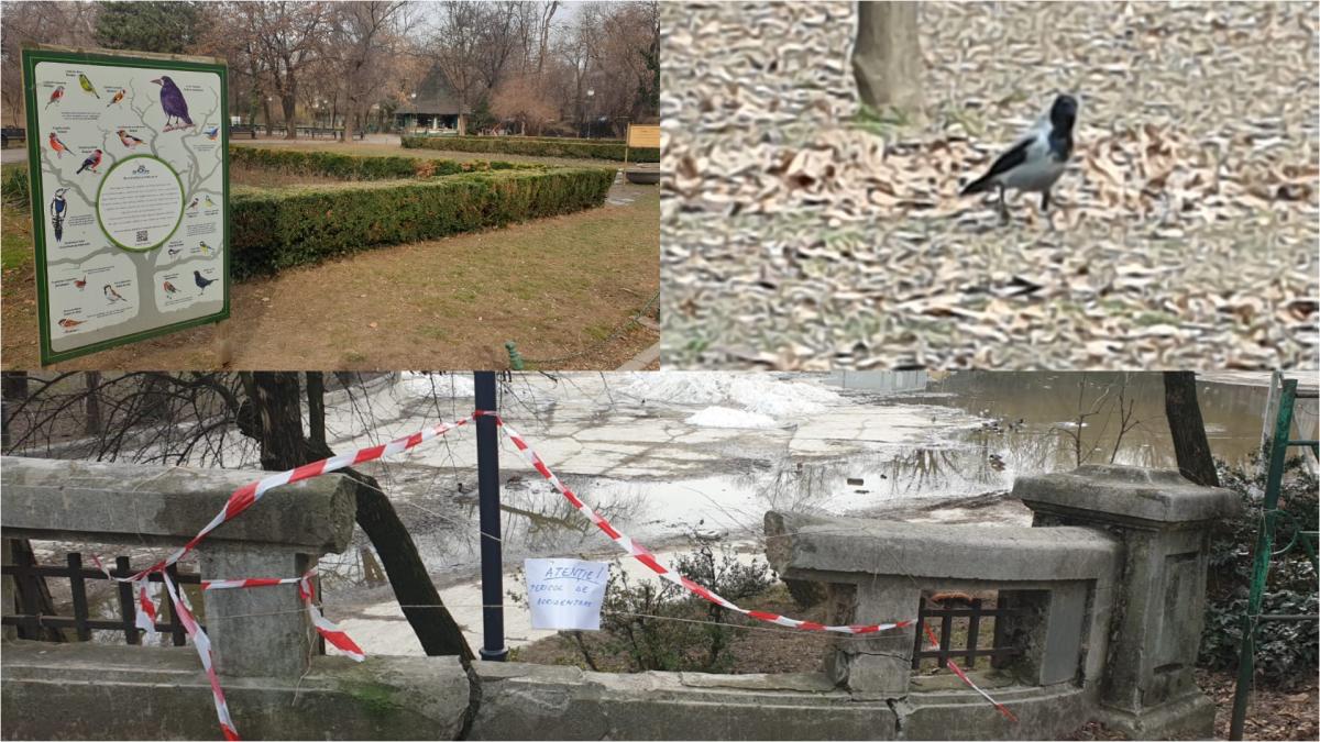 Războiul ciorilor în „Stalingradul” Cișmigiului