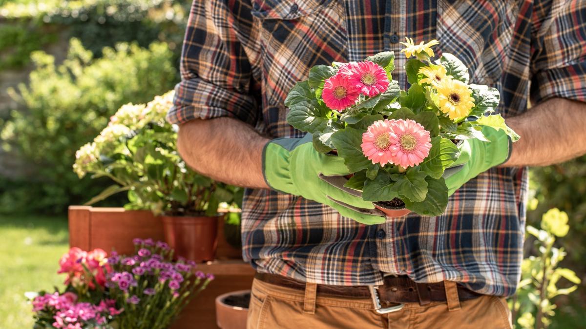 Ce trebuie să facem cu plantele din ghivece la început de primăvară 