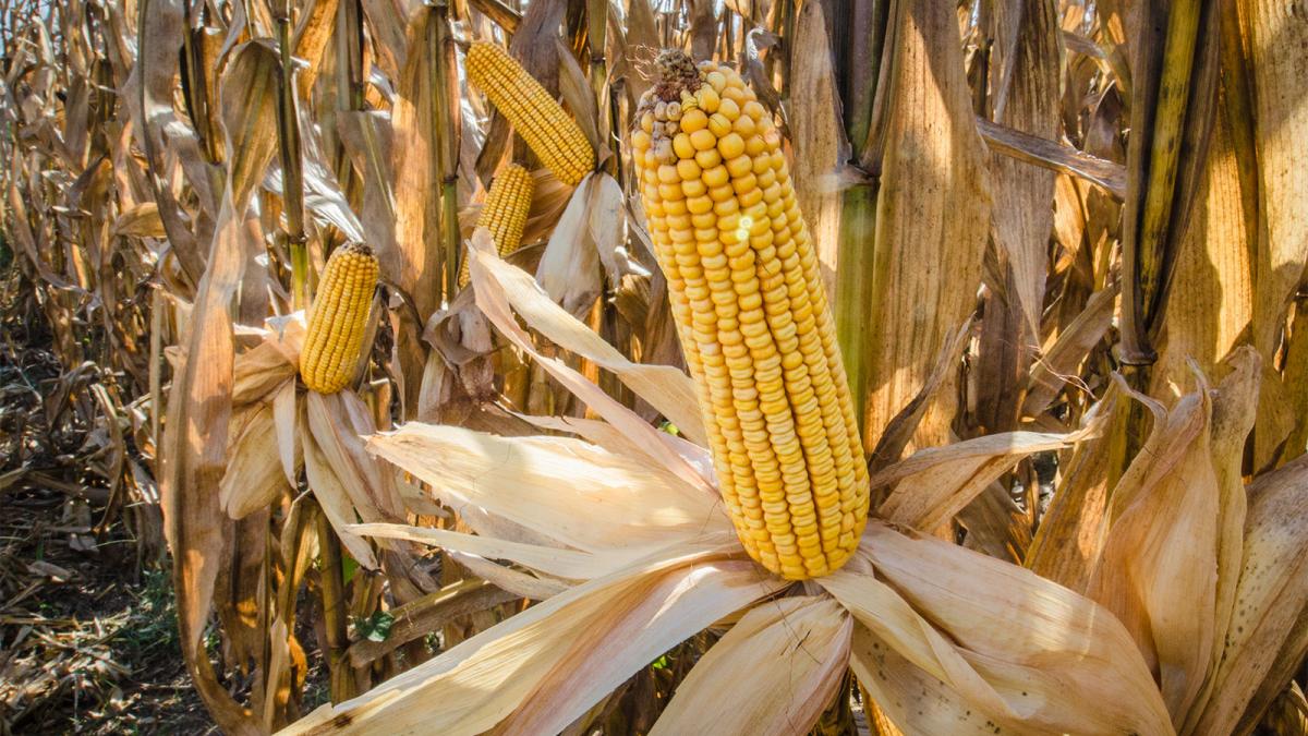 Războiul din Ucraina afectează GRAV fermerii din UE. Animalele vor fi hrănite cu nutreț modificat genetic