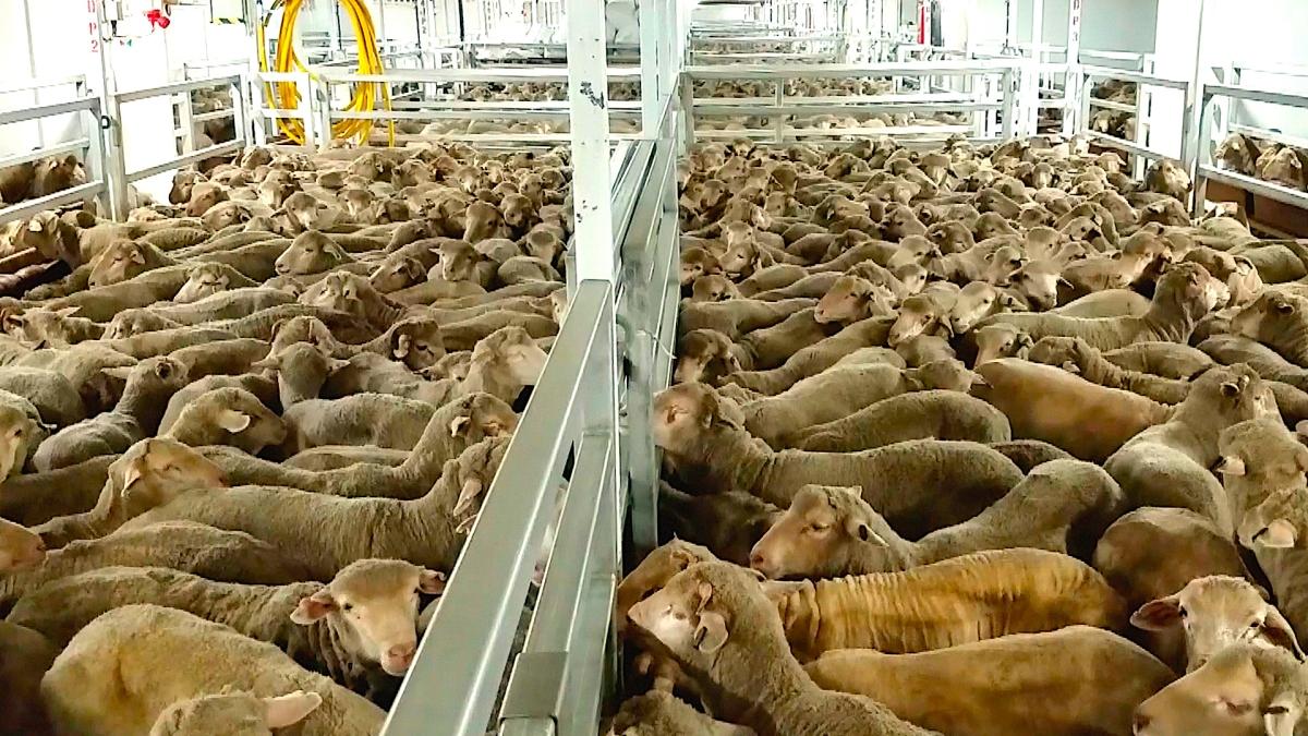 Crescătorii de animale primesc ajutorul de stat până la 30 iunie 2022