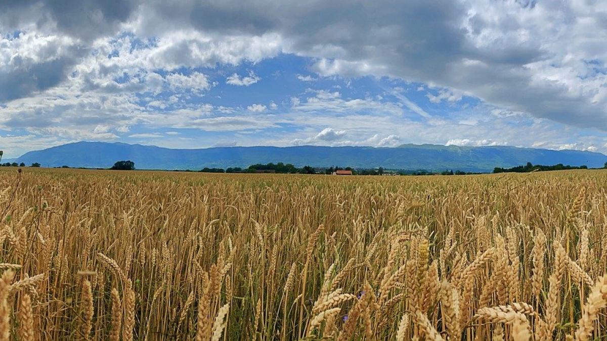 Самая большая пшеница. Высокий урожай. Рекорд урожай. Комбайнёр.