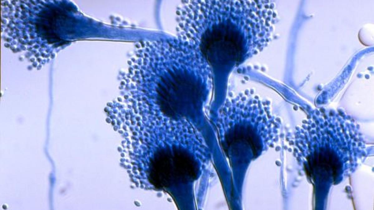 Un mucegai rezistent la medicamente, capabil să infecteze oamenii