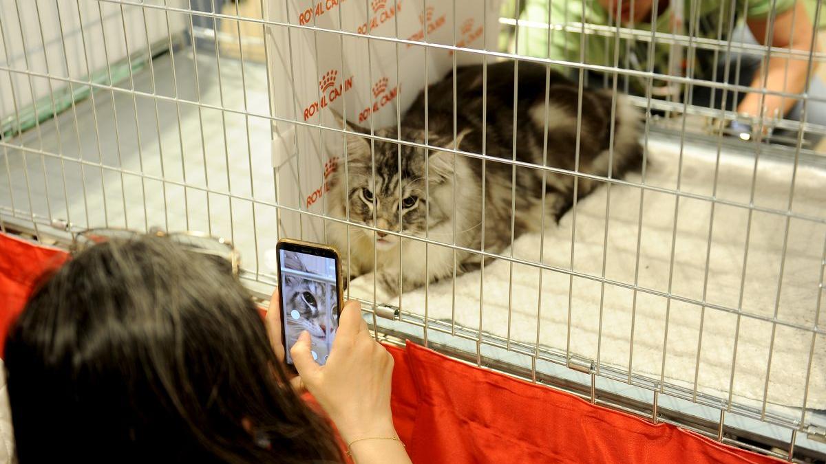 SofistiCAT 2022. Concursul celor mai frumoase pisici 