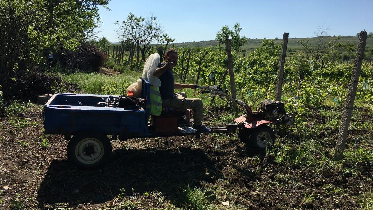 Breaza, blestemul vieții în slujba zeului Bacchus