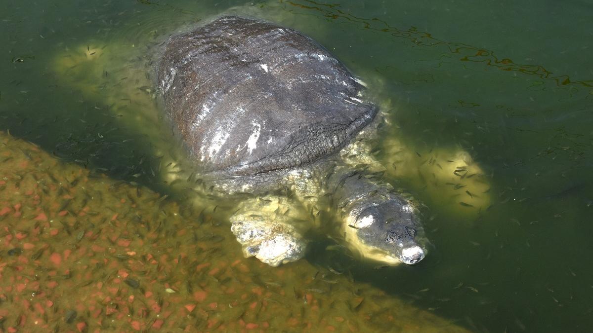 Japonia: Zeci de broaște țestoase au fost înjunghiate în gât. Animalele au fost găsite pe o plajă