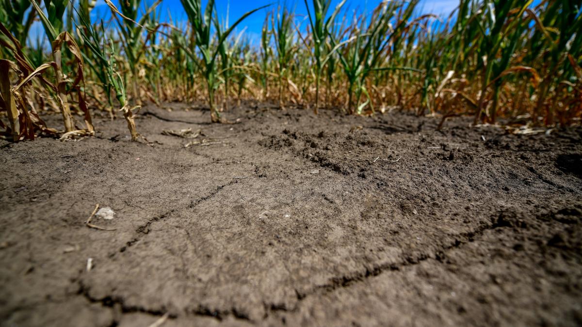 Suprafaţa totală afectată de secetă în România creşte la 214.870 hectare