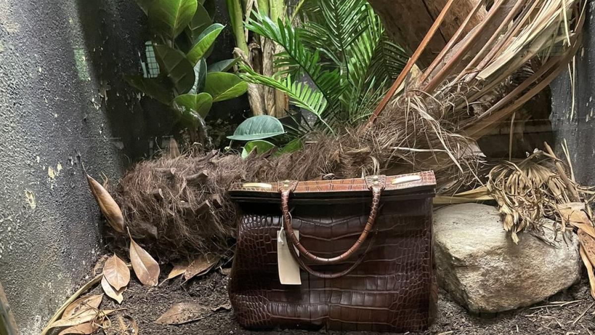  Viral pe net: geantă din piele de crocodil, expusă la zoo în locul crocodilului